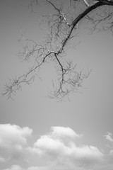 Tree over clouds in soft black and white sky