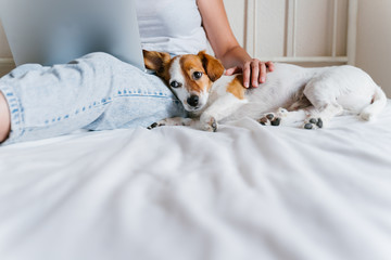 young caucasian woman on bed working on laptop. Cute small dog lying besides. Love for animals and...