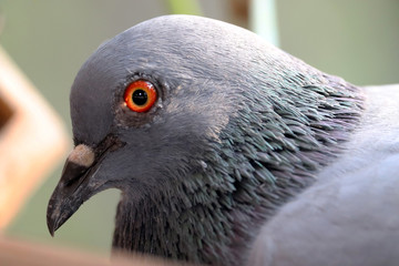 Pigeon Close up Look