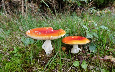 mushrooms fly agaric in the forest