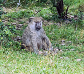 Wild Animal Olive baboon Monkey or Anubis Baboon Monkey in Hamilton Safari, Ontario, Canada