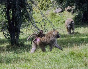 Wild Animal Olive baboon Monkey or Anubis Baboon Monkey in Hamilton Safari, Ontario, Canada