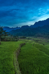 Grass on the mountain