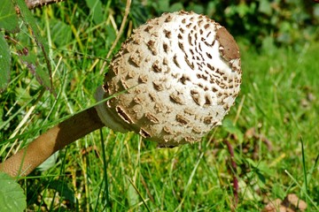 parasol mushroom in the forest