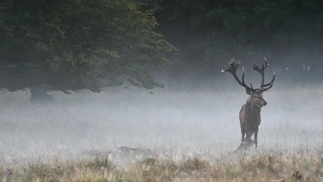 Red deer (Cervus elaphus) stag in grassland at forest's edge in the mist during the rut in autumn