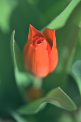 Eine aufgehende Tulpenblüte