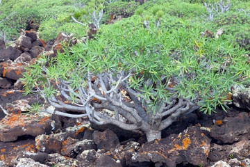 Euphorbia balsamifera, semi-succulent plant branched from the base, growing between volcanic rocks in Lanzarote, Canary Island, Spain .