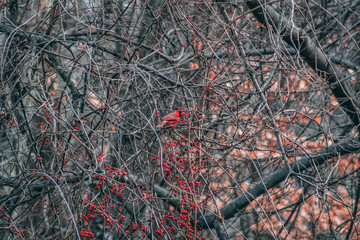 Cardinal eating a berry