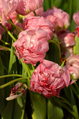 Obraz premium Beautiful Tulipa Double You in spring