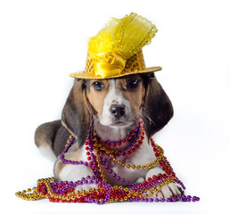 mardi gras puppy with long ears in multi-colored beads and carnival hat on white background © Sofiia