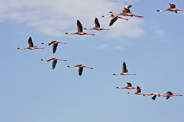 FLAMANT NAIN phoenicopterus minor