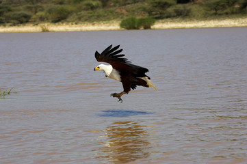 AIGLE PECHEUR D'AFRIQUE haliaeetus vocifer