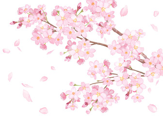 満開の桜の枝と散る花びらのクローズアップ　水彩イラスト