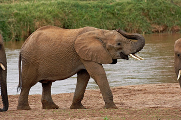 ELEPHANT D'AFRIQUE loxodonta africana