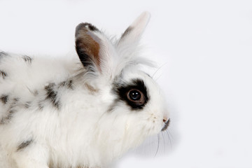 LAPIN NAIN