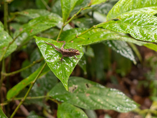 Wanderung durch den Regenwald von Costa Rica bei Boca Tapada. Eine kleine Echse sitzt auf einem Blatt