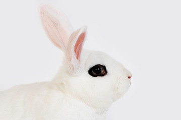 LAPIN BLANC DE HOTOT