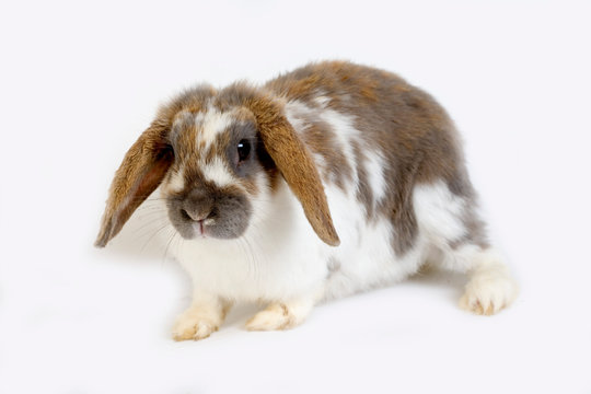 LAPIN BELIER