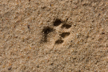 PANTHERE LEOPARD panthera pardus
