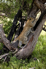 PANTHERE LEOPARD panthera pardus