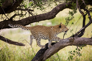 PANTHERE LEOPARD panthera pardus