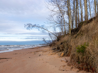 Fototapeta na wymiar steep seashore landscape, old grass and fallen trees