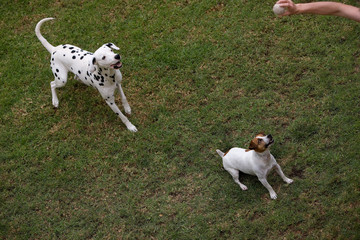 DALMATIEN