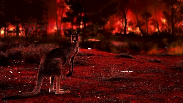 Kangaroo and bush fires in Australia. Fire crisis in Australia