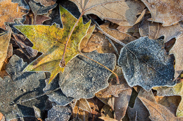 background with dried leaves of different species covered with hoarfrost