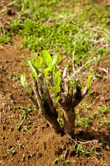 COCA erythroxylum coca