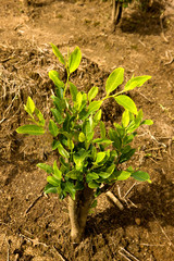 COCA erythroxylum coca