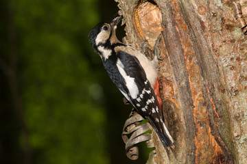 PIC EPEICHE dendrocopos major