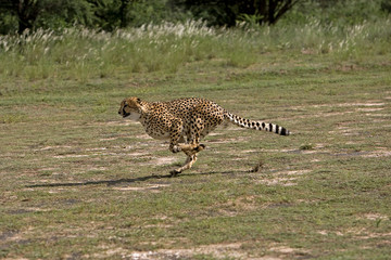 GUEPARD acinonyx jubatus