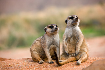 SURICATE suricata suricatta