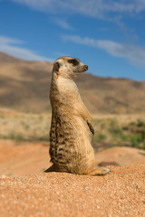 SURICATE suricata suricatta