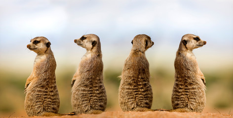 SURICATE suricata suricatta - obrazy, fototapety, plakaty