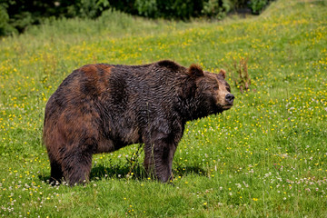 OURS BRUN ursus arctos