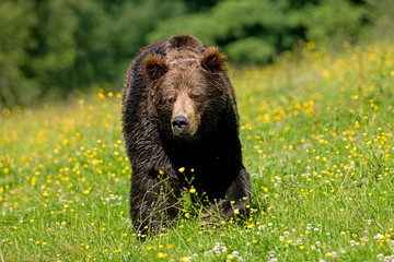 OURS BRUN ursus arctos