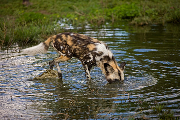 LYCAON lycaon pictus