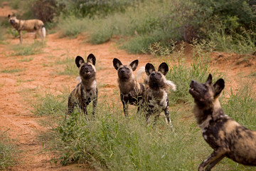 LYCAON lycaon pictus