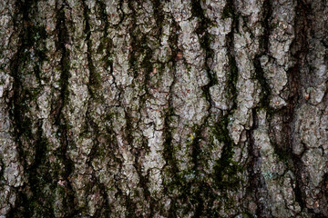 tree bark