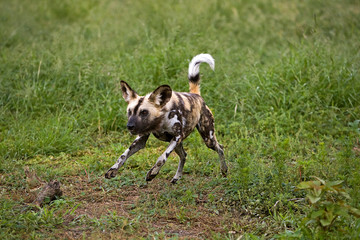 LYCAON lycaon pictus