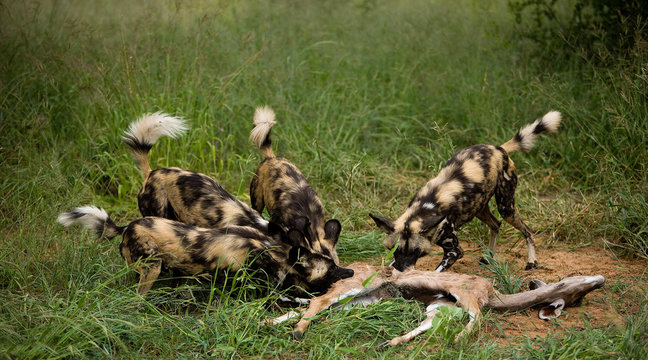 LYCAON lycaon pictus
