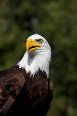 PYGARGUE A TETE BLANCHE haliaeetus leucocephalus