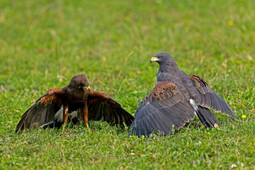 BUSE DE HARRIS parabuteo unicinctus