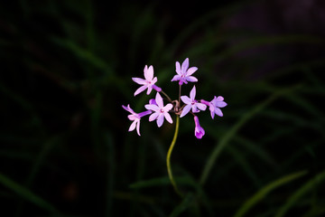 flower in garden