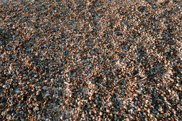 Shells at the beach, texture, background, wallpaper