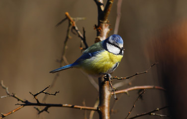 Little blue tit on a branch on a blurry  dark background ..