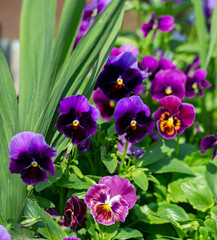 Viola cornet, horned pansies, tufted pansies blooms in the sun.