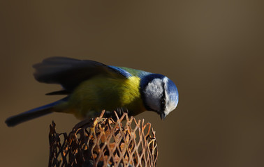 Little blue tit peers inside the feeder on a blurry brown background